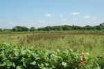 43632pic1.jpg