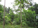 16329IMG_5106.JPG