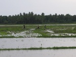 1041511-cropland-rice-b.gif