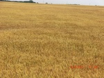 29719CIMG1034.JPG