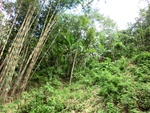 31131CIMG0993.JPG