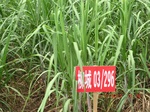 33213CIMG2455.JPG