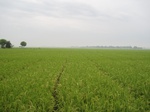 14435IMG_4787.JPG