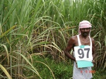 6424097a-irrigated-canal-sugarcane-dominant-rice.jpg