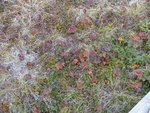24989DSC00056.JPG
