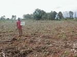 12337GT234_planted_maize.JPG