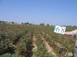 8108068-Irrigated (Surface water) cotton-a.jpg