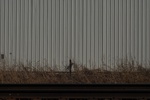10149Field Survey 1 033.JPG