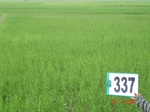 75150337a-rainfed-agriculture-rice.jpg
