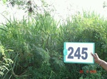 128710245a-irrigated-supplemental-groundwater-sugarcane-dominant-mango-plantation.gif