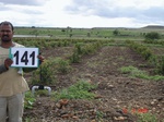 68890141c-irrigated-supplemental-groundwater-pomogranate.jpg