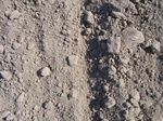 10362vp-054-Irrigated (Surface water) winter wheat-a.jpg