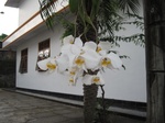 15936IMG_4486.JPG