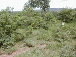 12124GT125_Savannah.JPG