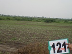60920121c-rainfed-agriculture-sunflower.jpg