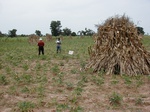 12092GT093_Cowpea_harvested_Mais.JPG