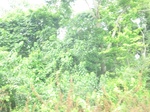 49685CIMG6022.JPG