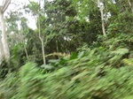 47619CIMG3956.JPG