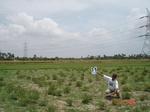 13152031c-irrigated-supplemental-tank-rice-double-crop.gif