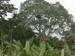 49956CIMG6293.JPG