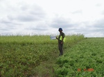 129420262e-rainfed-agriculture-mixed-crop-blackgram-dominant-sorghum-greenpeas.gif
