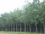 34569RIMG0035.JPG