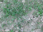 40247CIMG9258.JPG