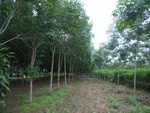 26183RIMG0235.JPG