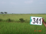 132300341c-irrigated-canal-rice.gif
