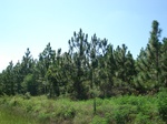 32517p174.jpg