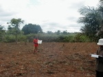11993GT240_emerging_maize_after_beans.JPG