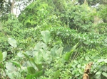 48126CIMG4463.JPG