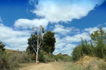 28650P1010667-1.JPG