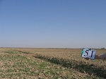 11547051-Irrigated (Surface water) winter wheat-b.jpg