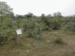 12267GT087_Savannah.JPG