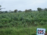128060225c-rainfed-agriculture-mixedcrop-cotton-sorghum-gram.gif