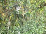 48096CIMG4433.JPG