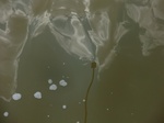 58585CIMG3035.JPG