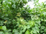 18239P1000075.JPG