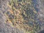 8182vp-065-Rangeland-saline soil-a.jpg