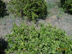51900Tank ID 1800017 Ragalahalli 2.JPG