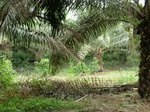 50718CIMG1347.JPG