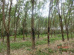 52591CIMG3914_调整大小.JPG