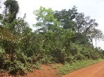 49004CIMG5341.JPG