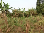 50321CIMG0950.JPG