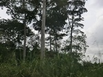 48680CIMG5017.JPG