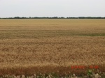 29591CIMG0851.JPG