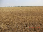 29401CIMG0635.JPG