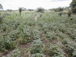 12054GT311_cotton_mais.JPG