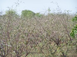 514122042008(82).JPG